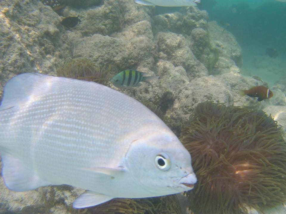 Unterwassser vor dem Hotel Summer Island Village Summer Island Maldives