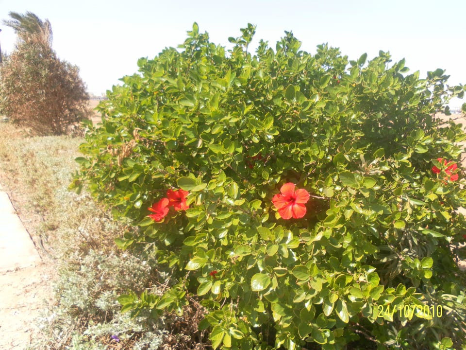 Сад Hurghada Long Beach Resort