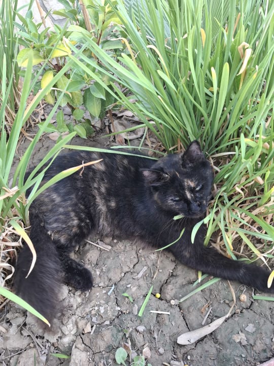 Gartenanlage Hotel Sirma