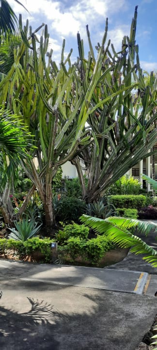 Gartenanlage Lagoon Attitude - Adults only