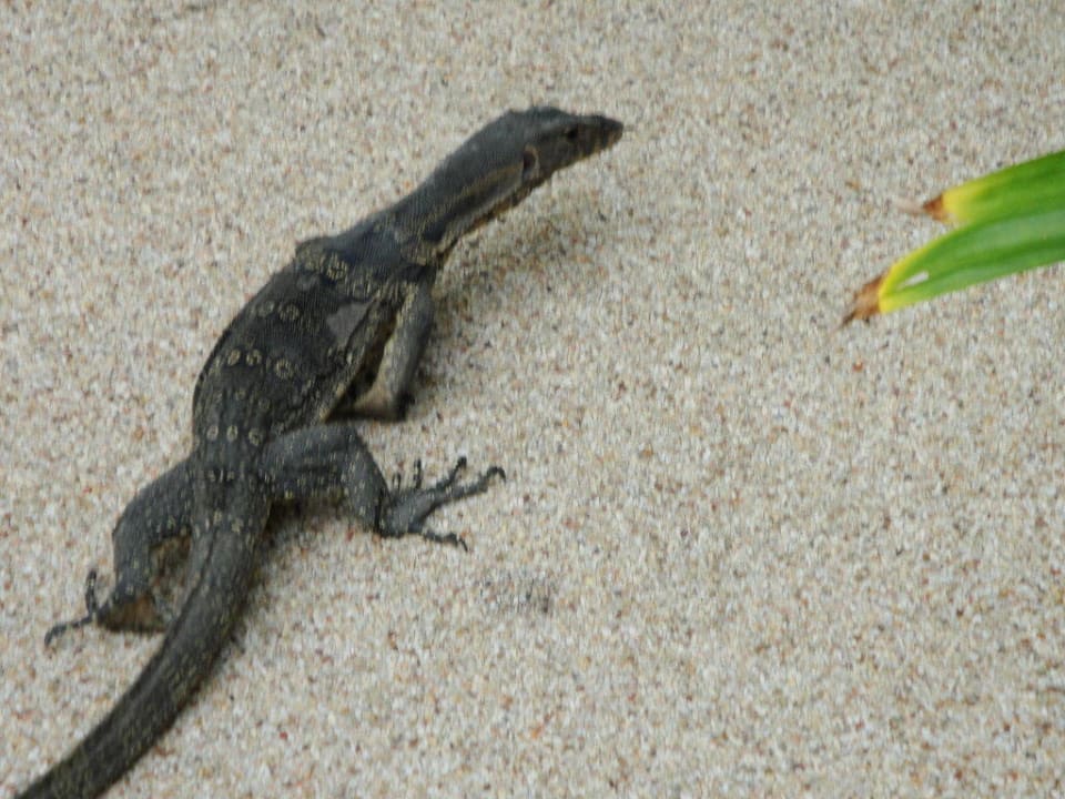 Unsere Echse Andaman White Beach Resort