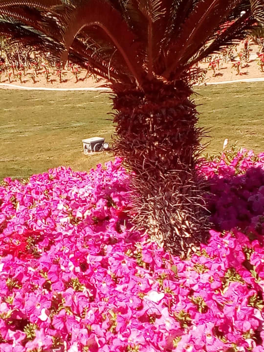 Gartenanlage Pickalbatros Dana Beach Resort - Hurghada