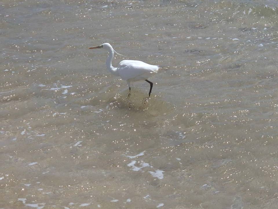 Strand Shams Alam Beach Resort