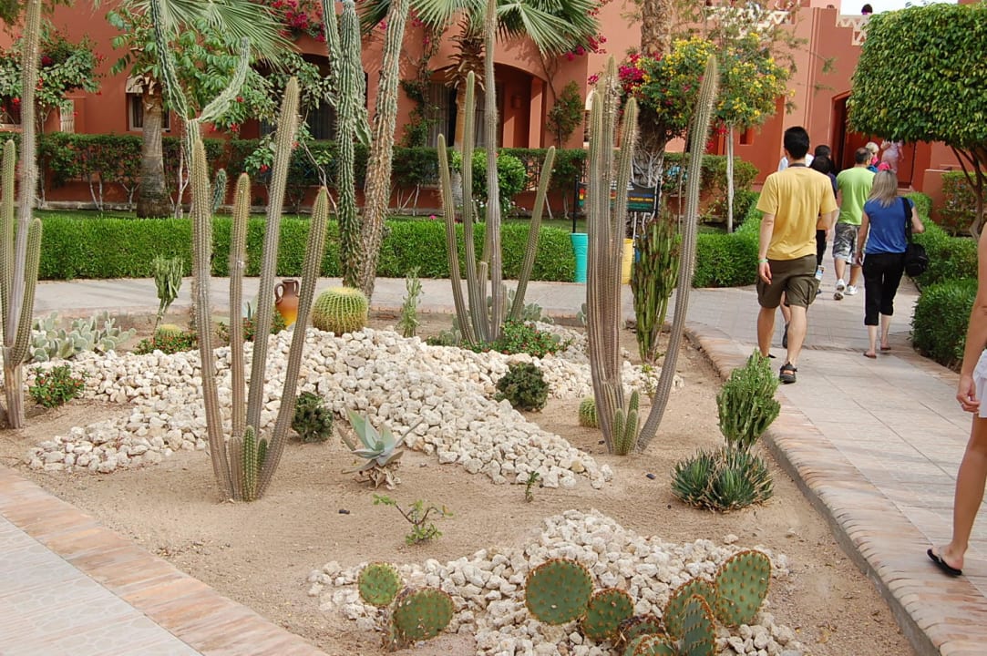 Ogród TUI MAGIC LIFE Redsina Sharm El Sheikh