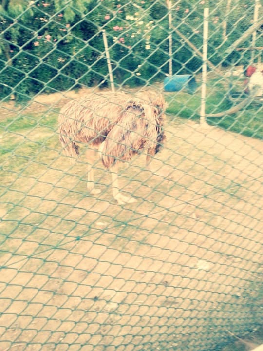 Strauss Belek Beach Resort Hotel