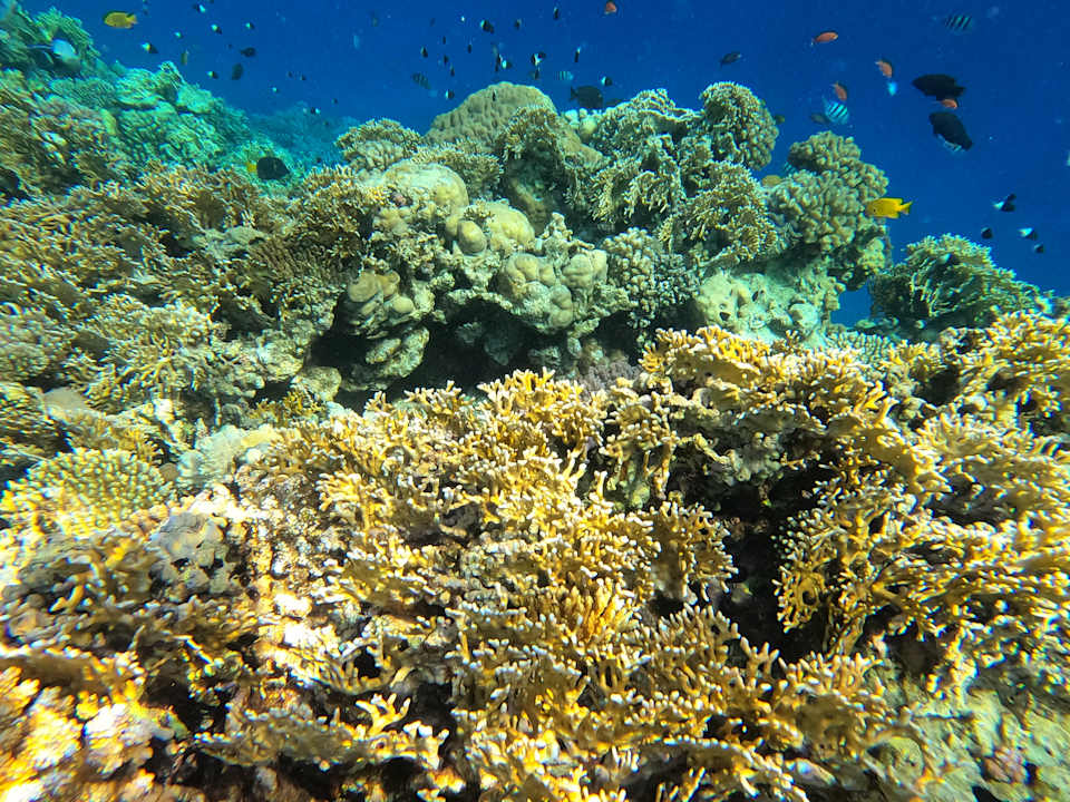 Strand Serenity Alpha Beach