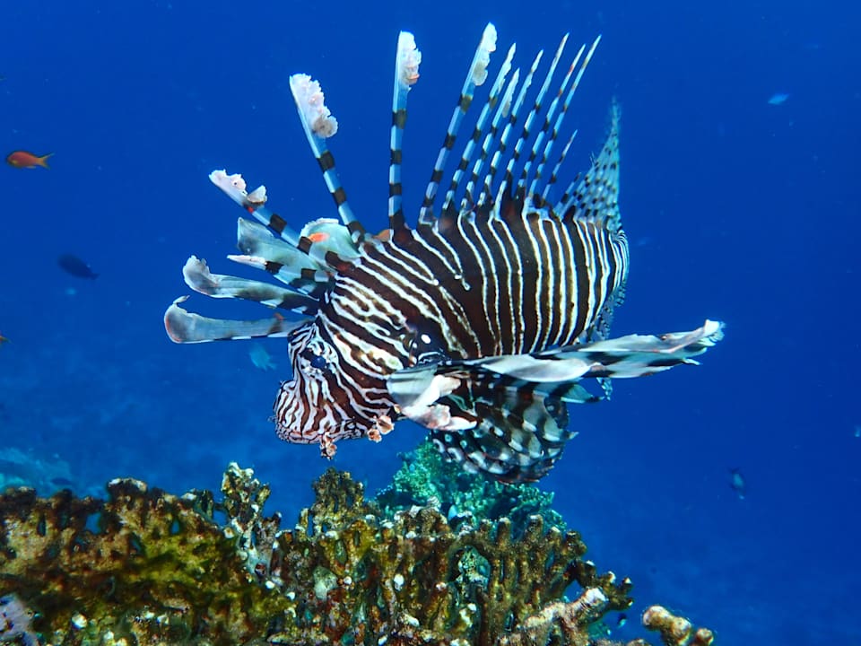 Sport & Freizeit Beach Safari Nubian Resort