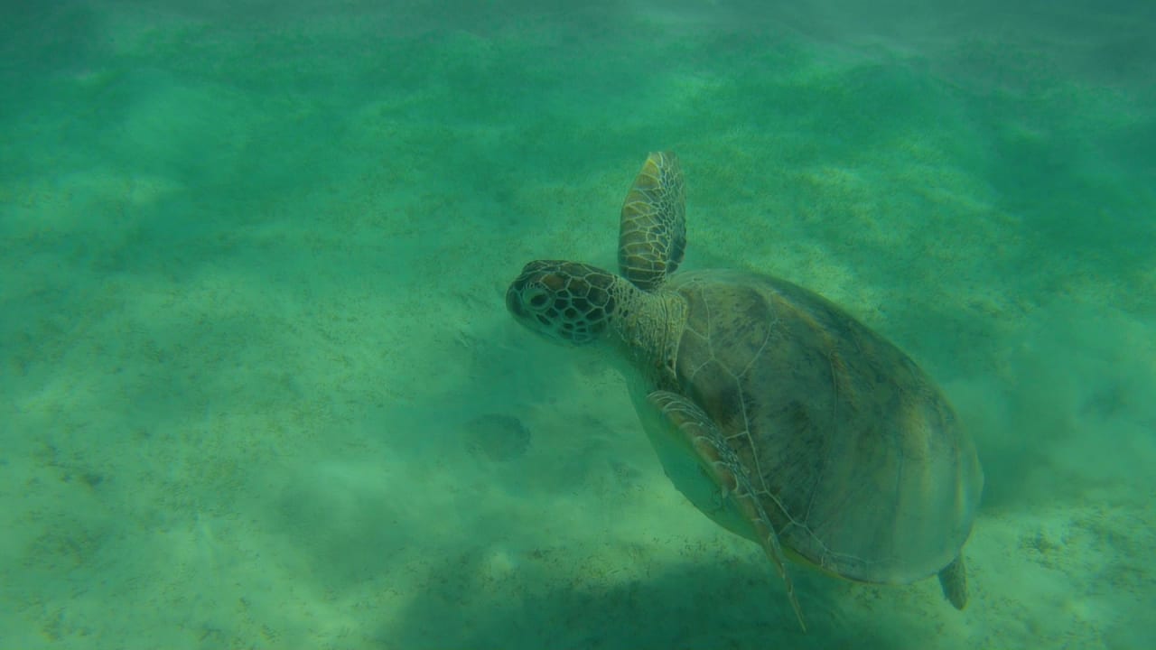 Sport & Freizeit Hotel Gorgonia Beach Resort