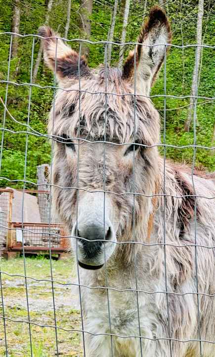 Gartenanlage Hotel Jagdschlössl