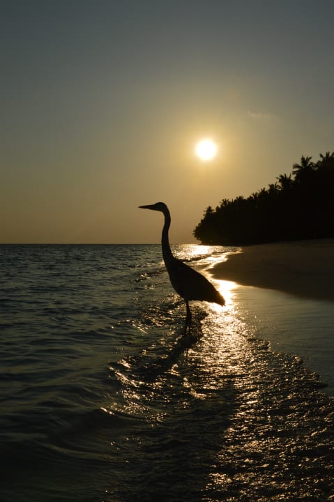 Strand Vilamendhoo Island Resort & Spa