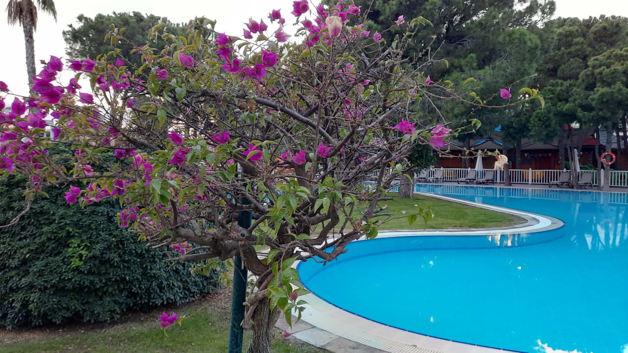 Pool Papillon Ayscha