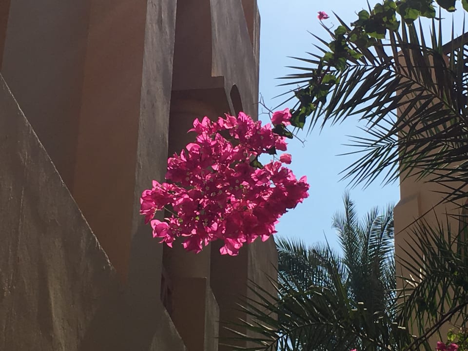 Gartenanlage Steigenberger Coraya Beach - Adults only