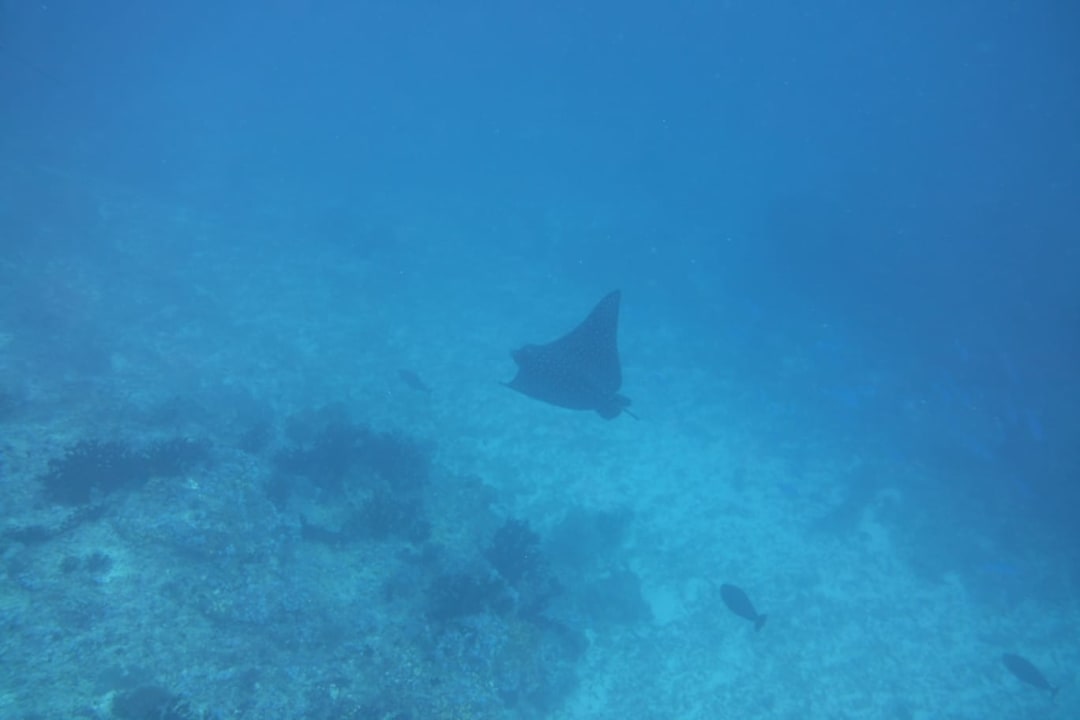 Sport & Freizeit Biyadhoo Island Resort