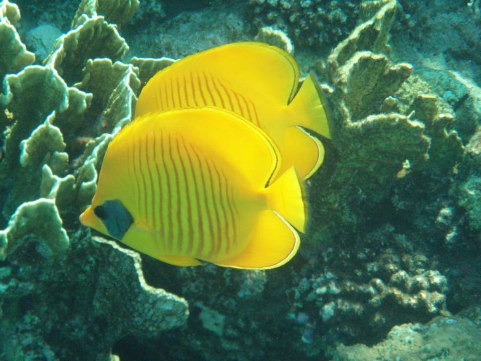 Ryby i rafa Malikia Resort Abu Dabbab