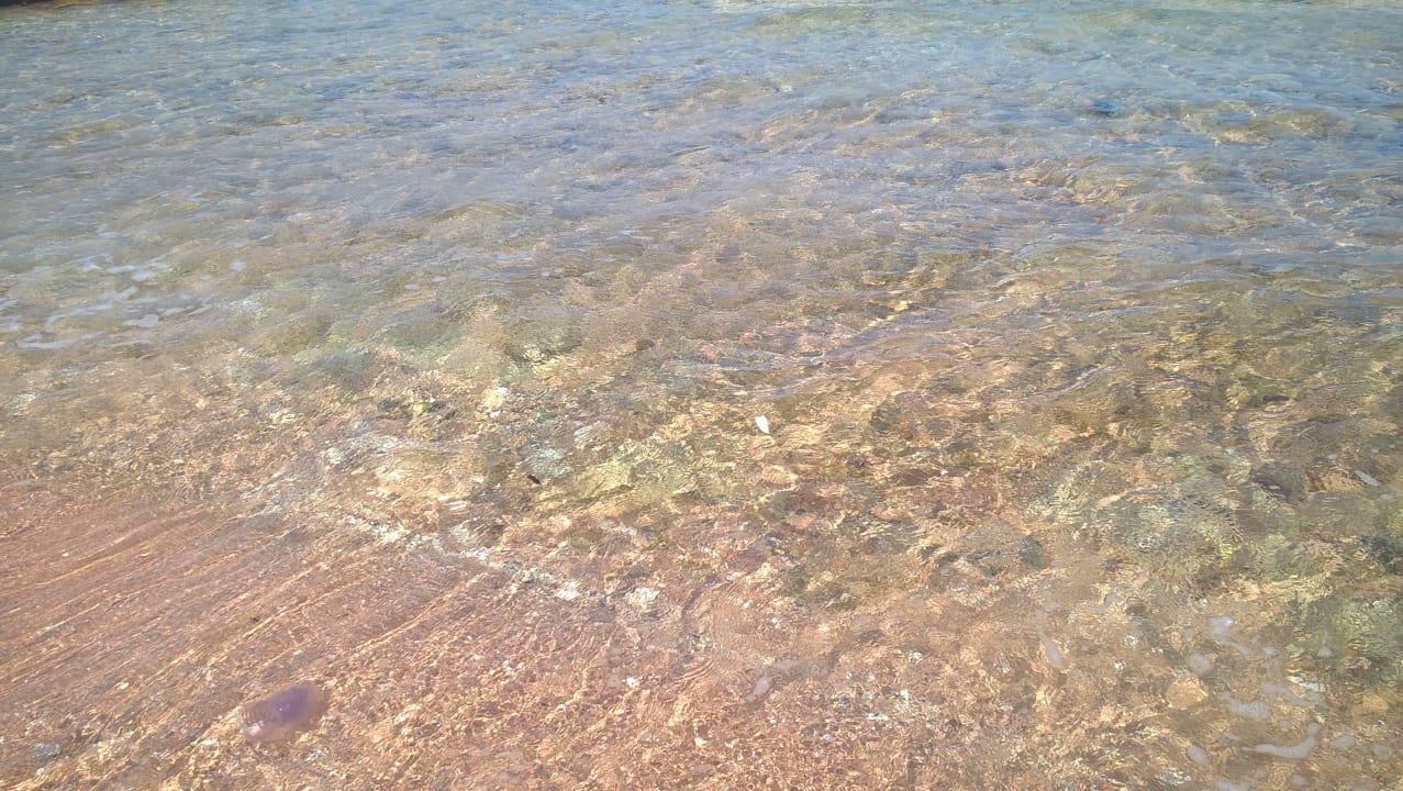 Ein paar Quallen am Tag nach dem Sturm Pickalbatros Citadel Resort