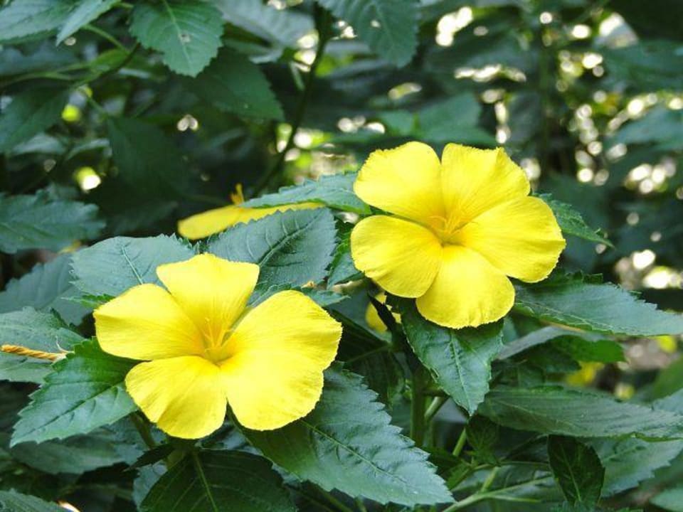 Blüten in gelb Paradise Beach Resort, Samui