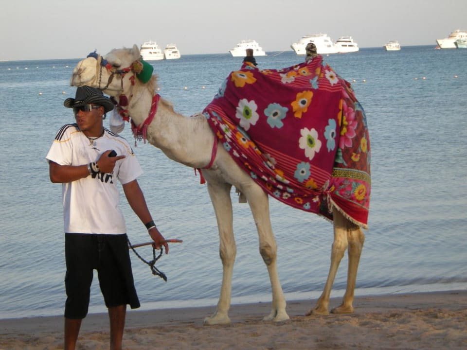 Oskar, das Hotelkamel! Giftun Azur Resort