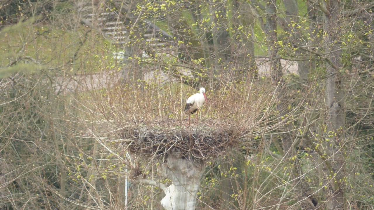 Zwar mit Tele, aber man sieht sie auch so Hotel Le Jean-Sébastien Bach Strasbourg