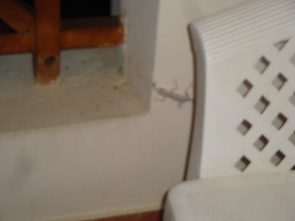 Eidechsen auf dem Balkon Ghazala Gardens