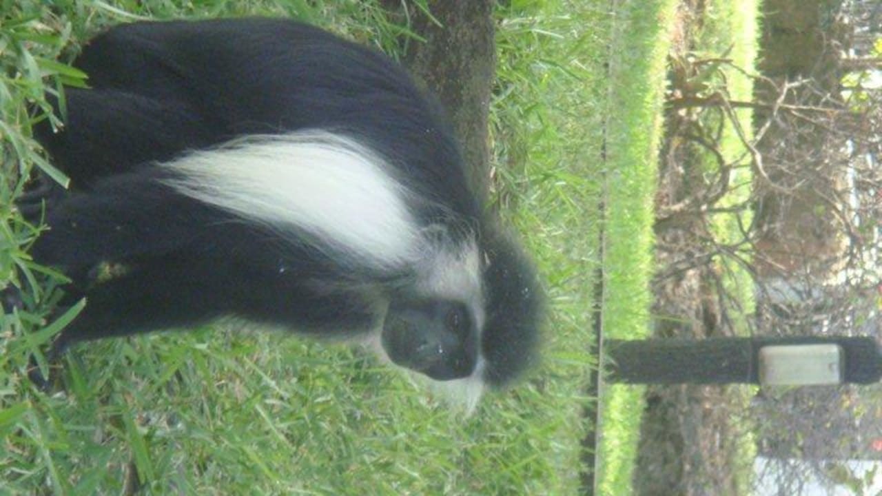 Обезьяна  Hotel Papillon Lagoon Reef