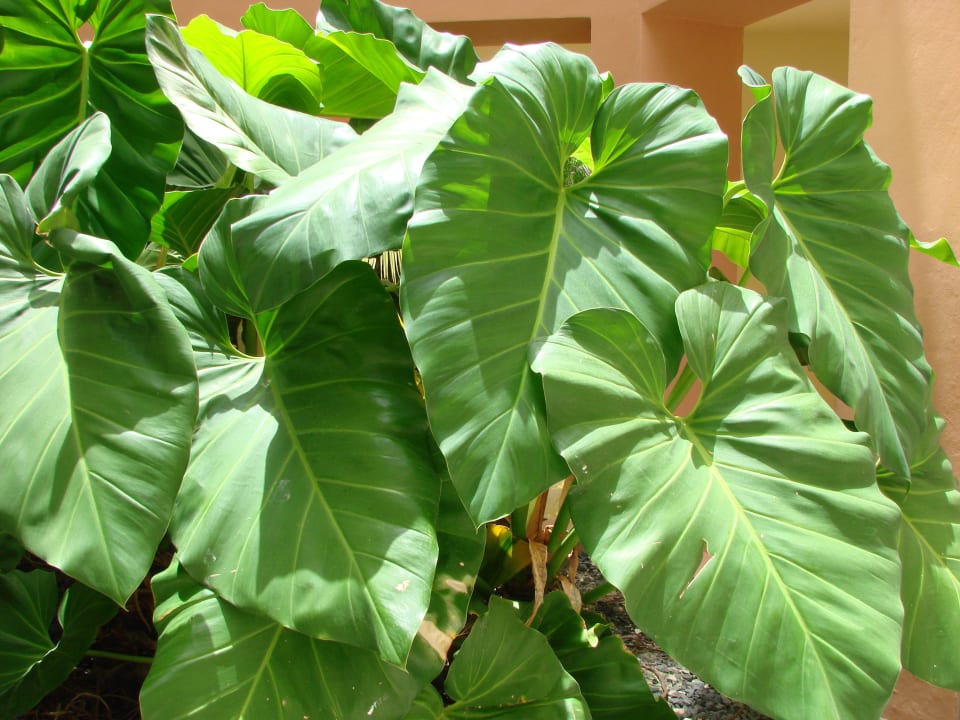 Garten Secrets Royal Beach Punta Cana - Adults only