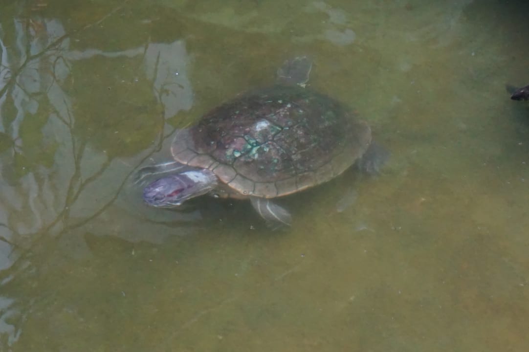 Sonstiges Grand Paradise Playa Dorada