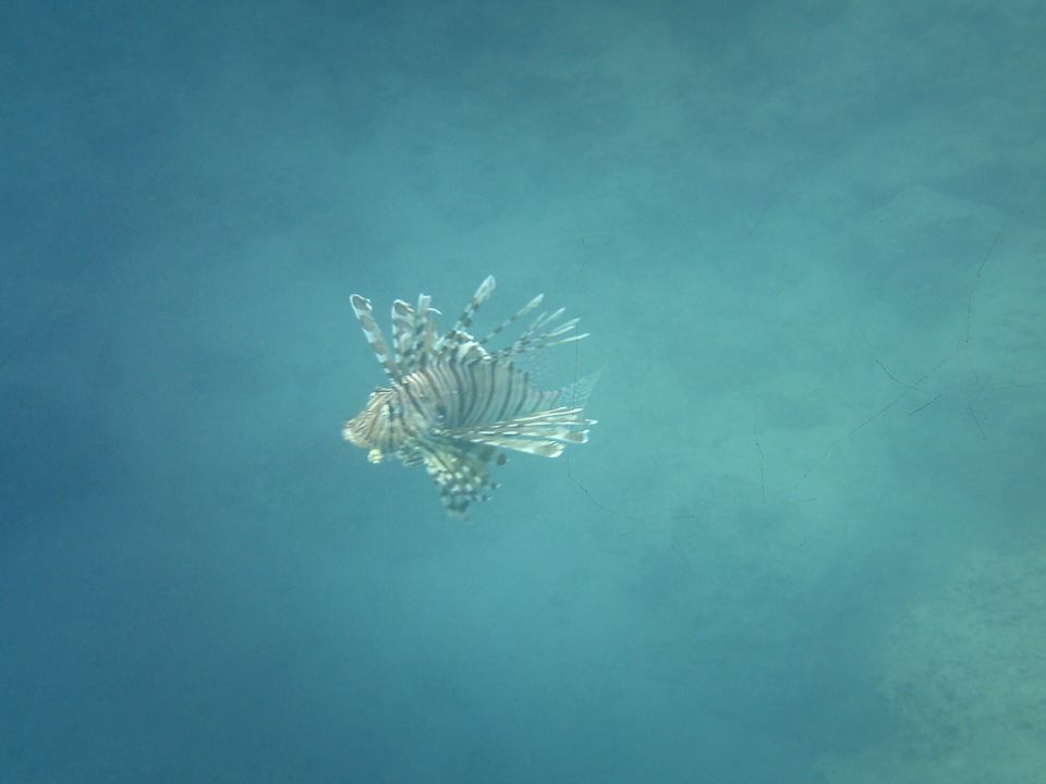 Feuerfisch beim Schnorcheln direkt am Strand  Pickalbatros Citadel Resort