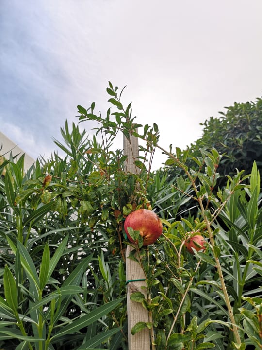 Garten TUI SUNEO Chrissi Amoudia