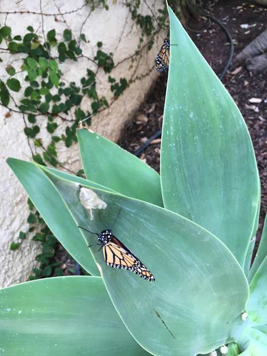 Gartenanlage Jardin Mariposa Retreat- und Seminarzentrum