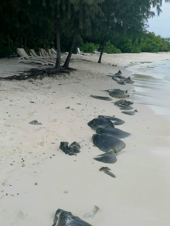 Strand Summer Island Maldives