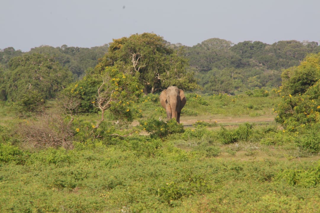 Sonstiges Hotel Jetwing Yala