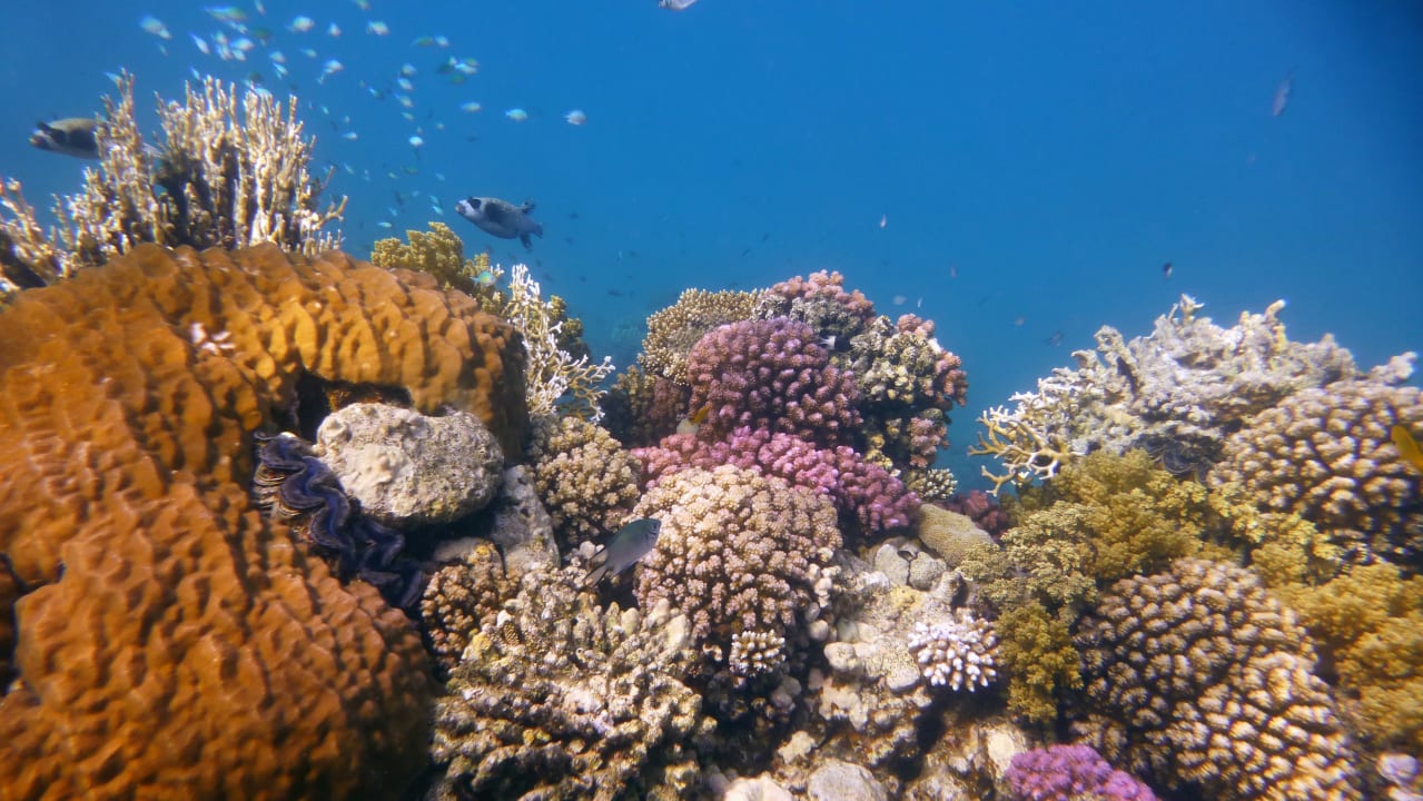 Sport & Freizeit Shams Alam Beach Resort