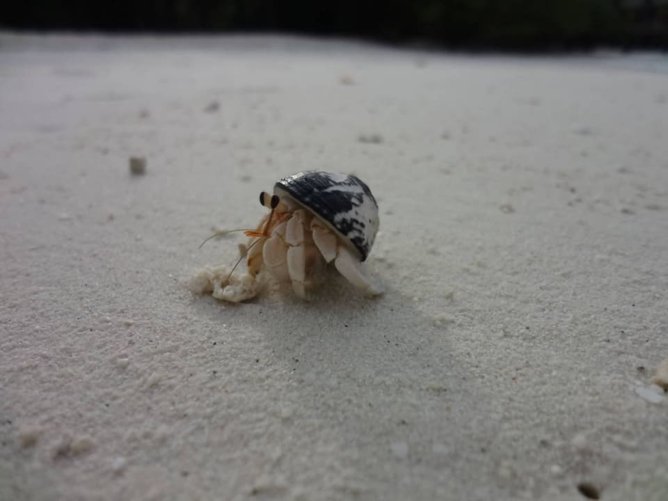 O-Resort Kuredu Island Resort & Spa