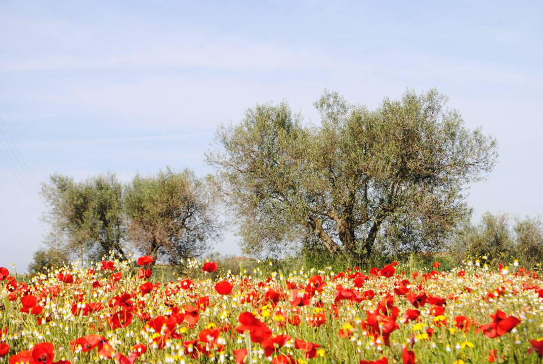 Springtime Casa Caponetti