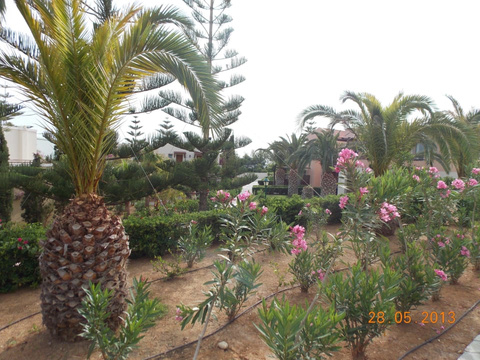 Сад Iberostar Selection Creta Marine