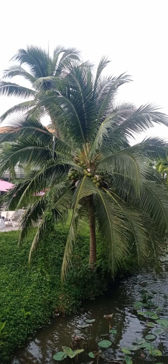 Gartenanlage Aonang Villa Resort