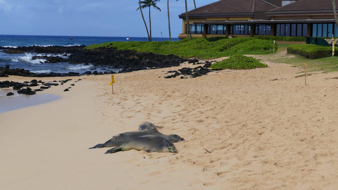 Schlafende Seelöwen Hotel Sheraton Kauai