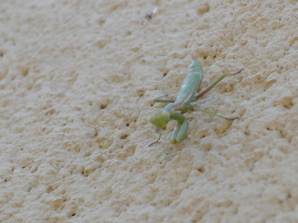 Nettes Insekt Hotel Kalithea Horizon Royal