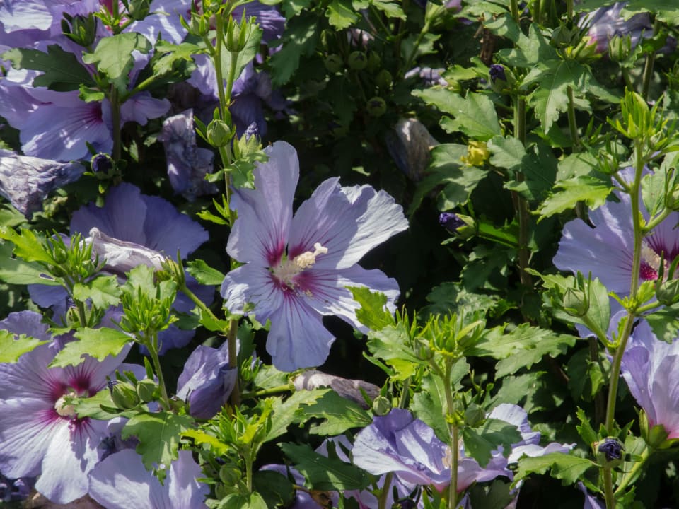 Gartenanlage Schlössl Hotel Kindl