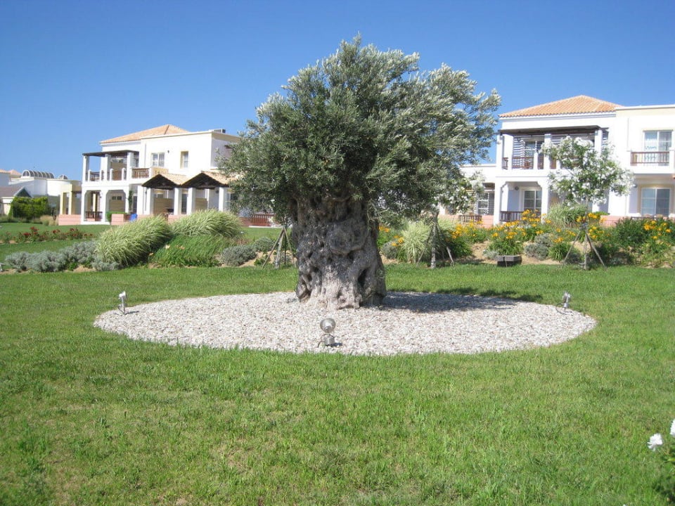 Uralter Olivenbaum Neptune Luxury Resort