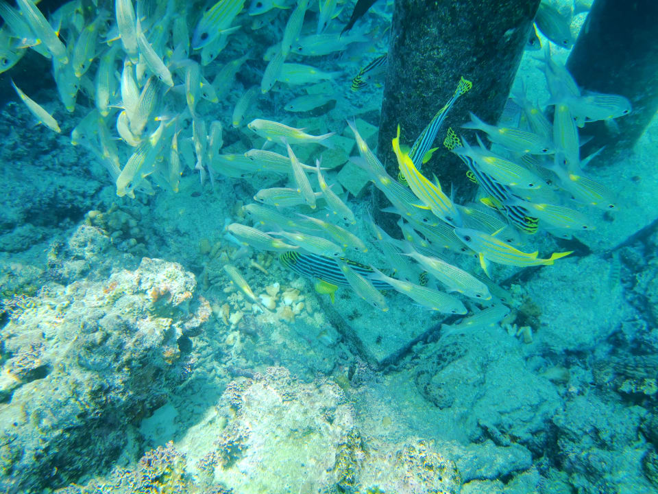 Sport & Freizeit Angaga Island Resort