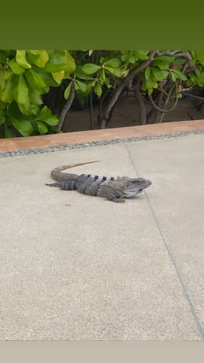 Sonstiges Secrets Playa Mujeres Golf & Spa Resort - Adults only