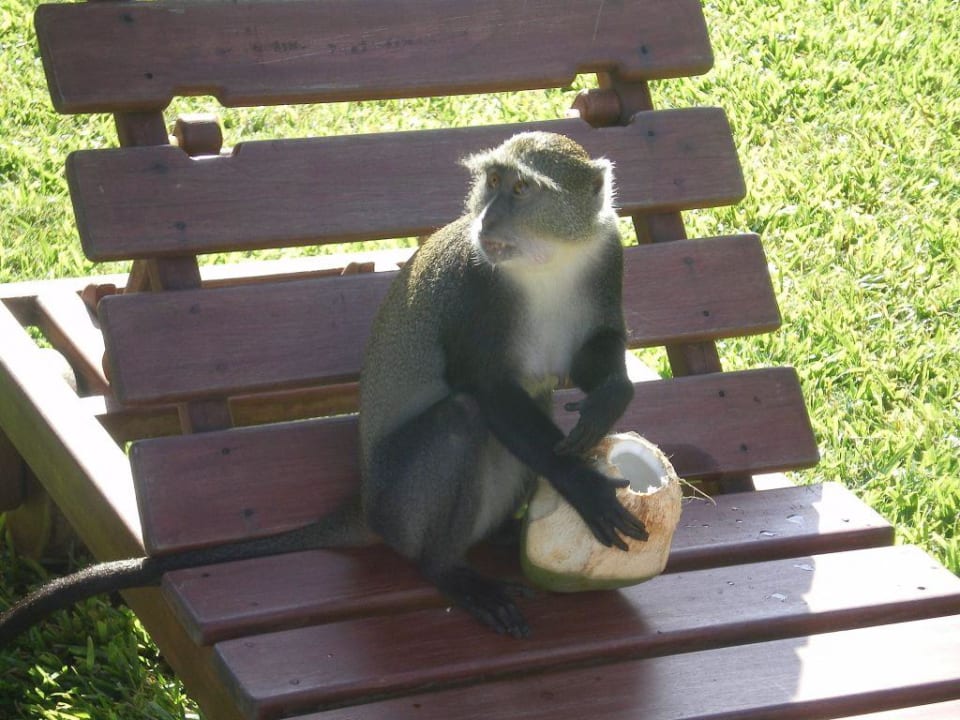 Affe Neptune Paradise Beach Resort & Spa