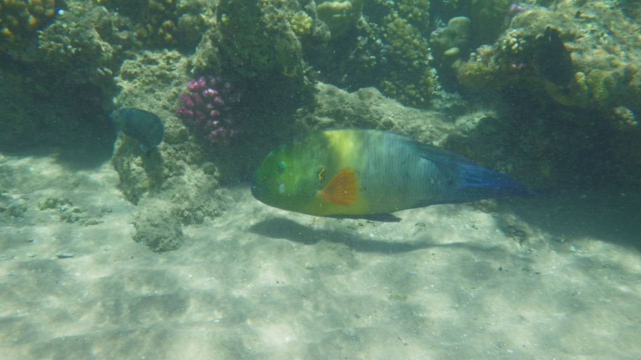 Strand Pickalbatros Aqua Park Resort - Hurghada