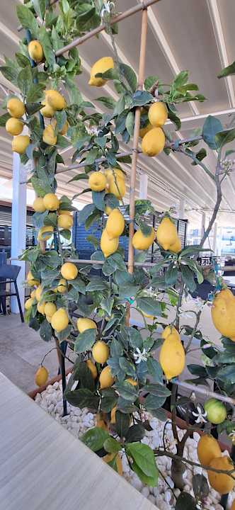 Gastro Aldiana Club Rocca Nettuno Calabria