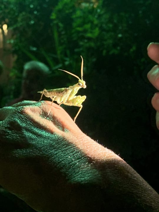 Sonstiges Shams Alam Beach Resort