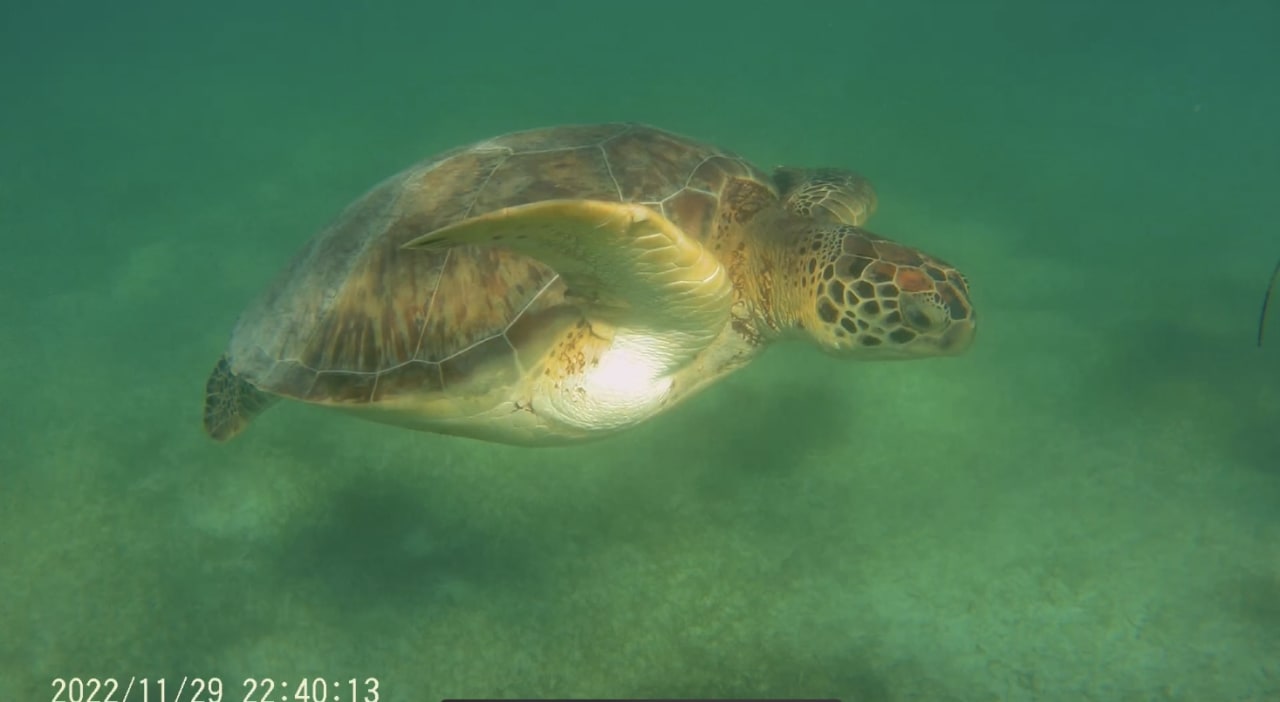 Sport & Freizeit Akumal Bay Beach & Wellness Resort