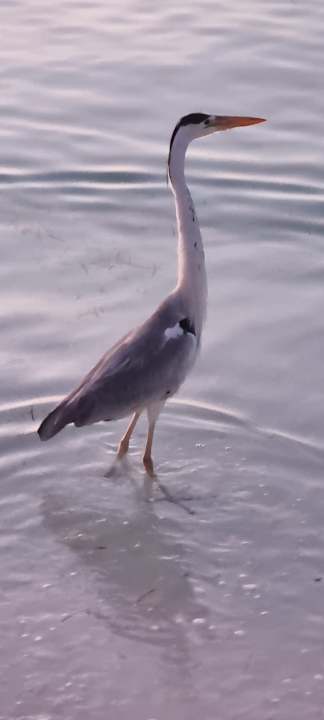 Strand Kuredu Island Resort & Spa