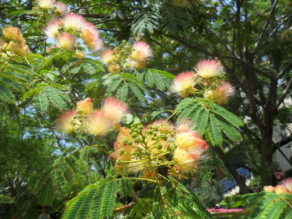 Botanik Labranda Alantur Resort