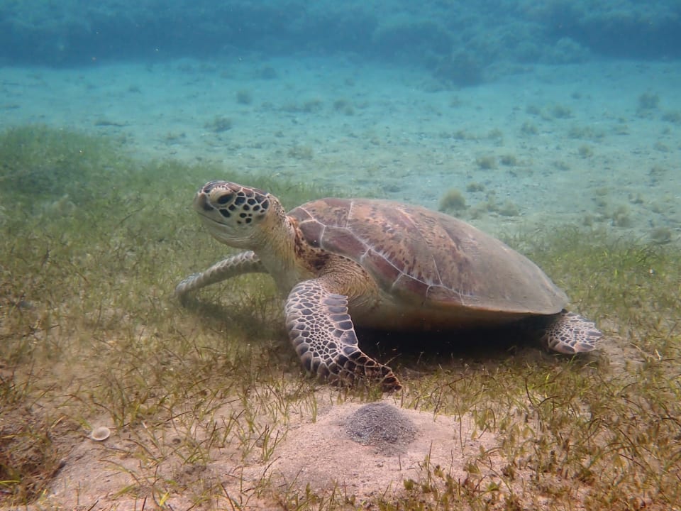 Sport & Freizeit Shams Alam Beach Resort